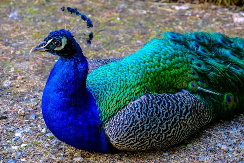 Nature