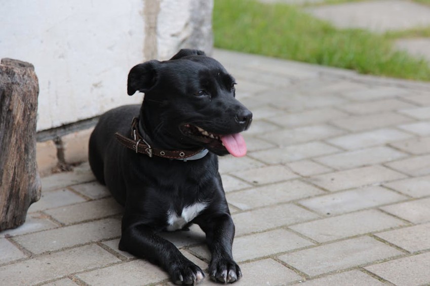 Pet
